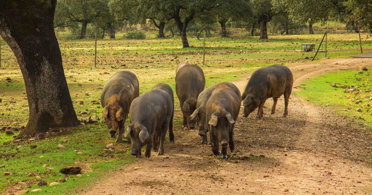 Испания занимает первое место в мире по экспорту свинины