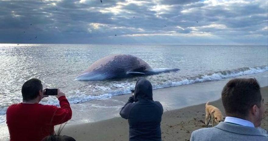 Мертвого кита выбросило на пляж в Эстепоне