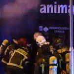 Пожар в зоомагазине Барселоны стал причиной гибели 300 животных