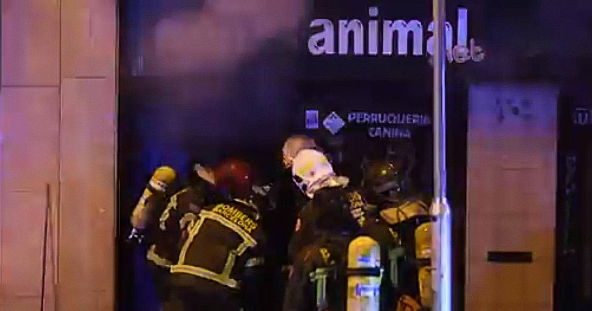 Пожар в зоомагазине Барселоны стал причиной гибели 300 животных
