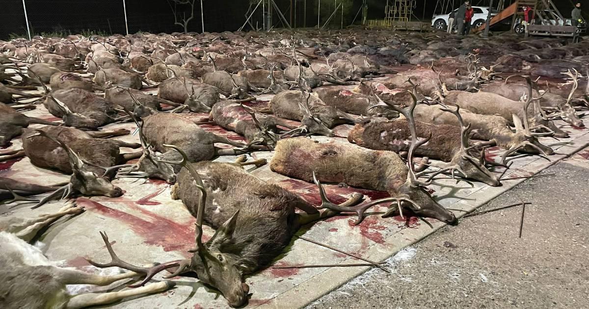 Более 400 оленей и кабанов убиты за один день в Кордове